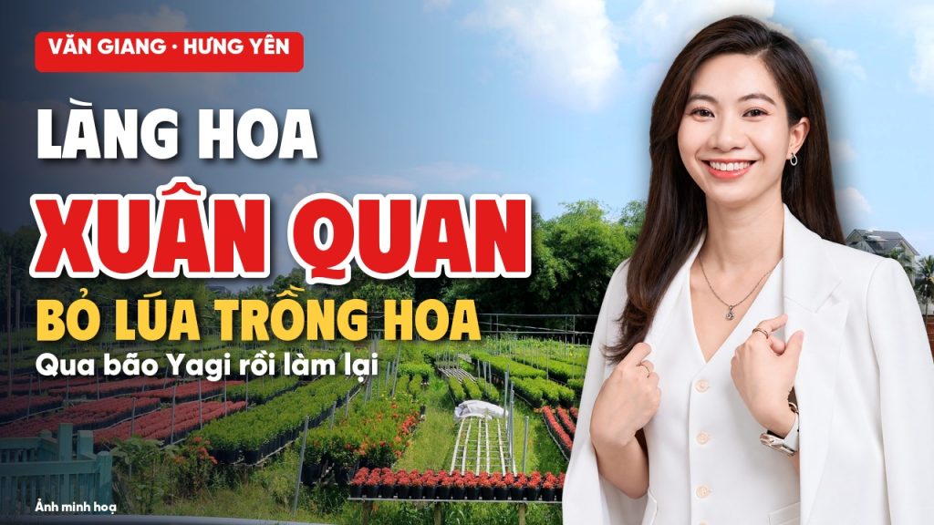 Làng hoa Xuân Quan Văn Giang, ảnh minh hoạ luống hoa và Dương Hoa