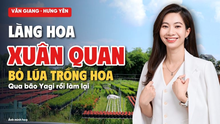 Làng hoa Xuân Quan Văn Giang, ảnh minh hoạ luống hoa và Dương Hoa